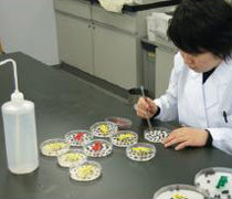 早期発芽力検定法による品質検査
