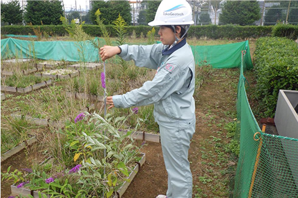 実験圃場での植物生育性試験状況