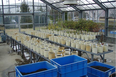 実験温室での植物生育性試験状況