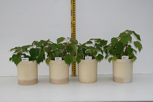 実験温室での植物生育性試験状況