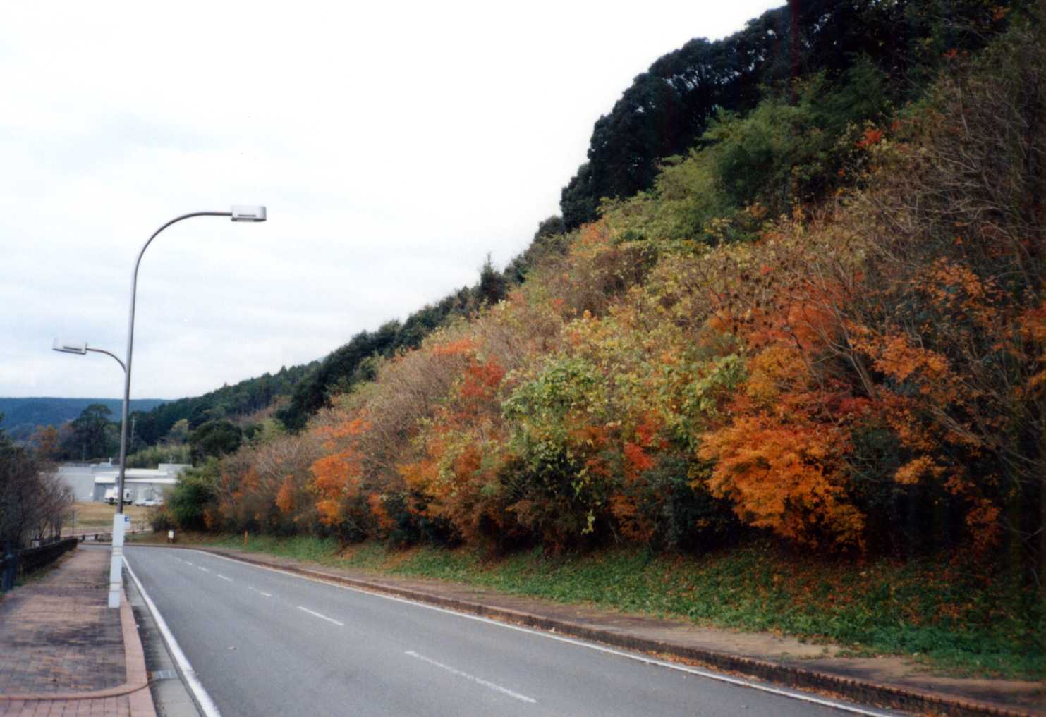 10年10ヵ月後　紅葉が美しい秋の景観