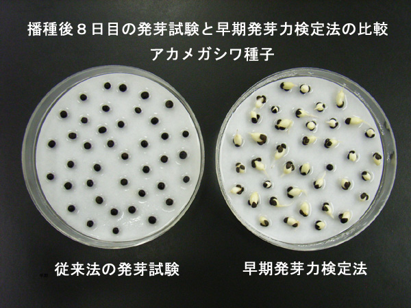 国内産　在来種　種子　ヤマハゼ　早期発芽力検定法　地域性種苗　緑化　法面　法面緑化　緑化植物　生物多様性保全　配慮