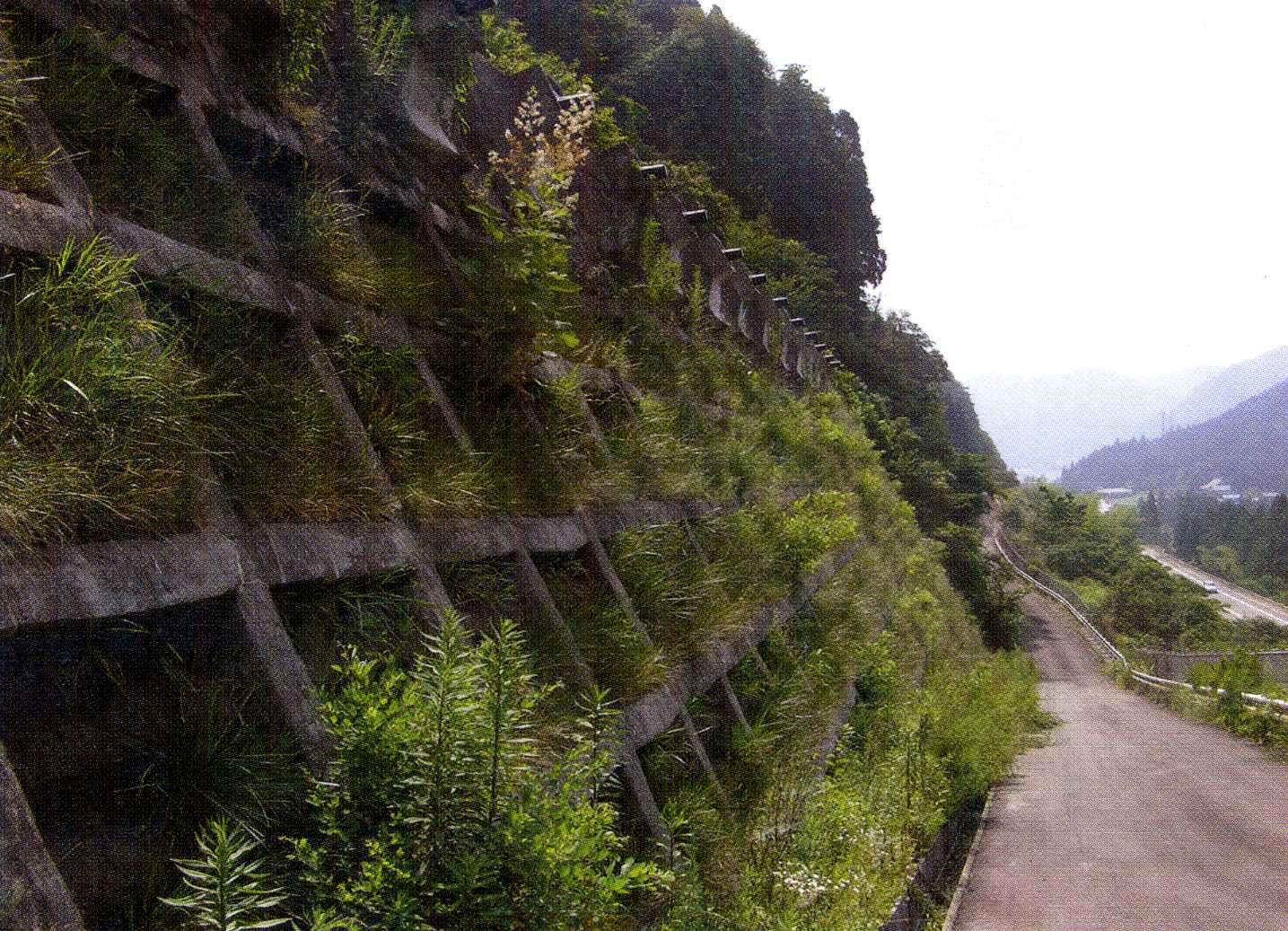 緑化状況