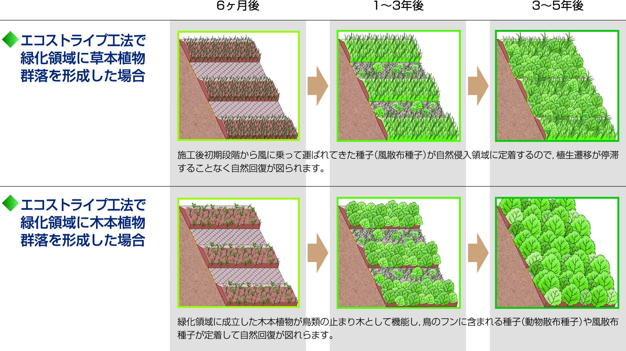 エコストライプ工法の植生の変化