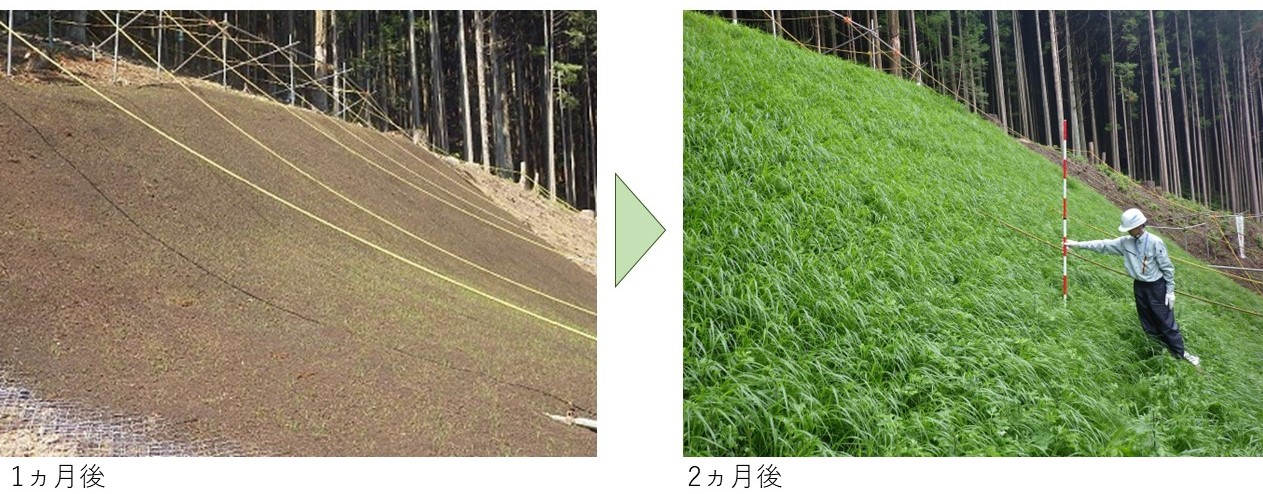 原風景緑化　在来種　国内産　緑化　法面　法面緑化　種子　播種工　ススキ　チカラシバ　緑化植物　生物多様性　配慮